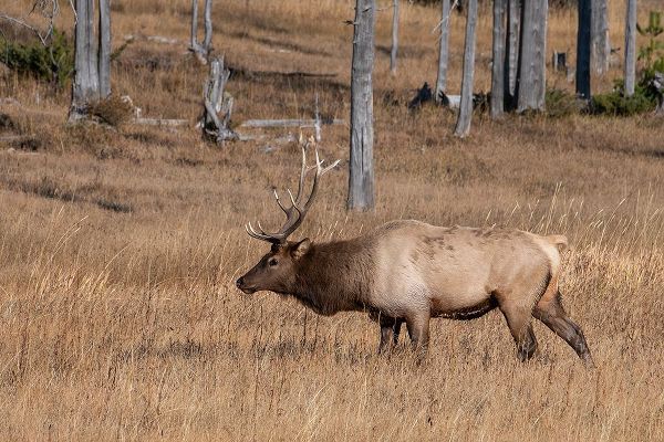 Hopkins, Cindy Miller 아티스트의 USA-Wyoming-Yellowstone National Park-Madison-Male North American elk작품입니다.